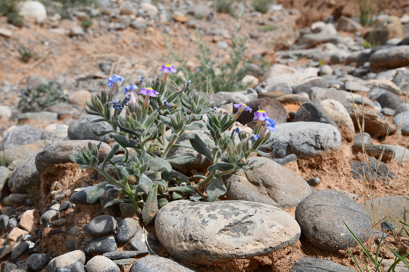 Изображение особи Arnebia obovata.