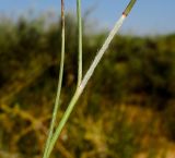 Stipagrostis lanata