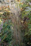 Calamagrostis &times; acutiflora