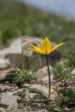 Tulipa australis. Цветущее растение. Краснодарский край, м/о г. Новороссийск, хр. Маркотх, южный склон горы Квашин Бугор, горная степь, каменистый склон. 02.05.2021.