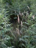 Calamagrostis glomerata
