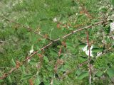 Cotoneaster racemiflorus