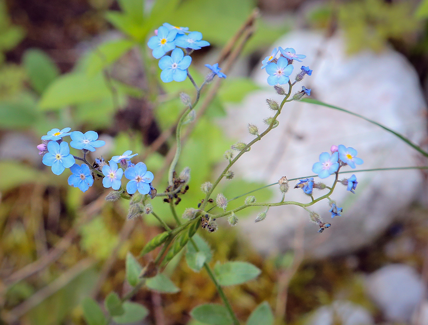 Изображение особи Myosotis alpestris.