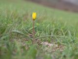 Tulipa australis. Цветущее растение. Краснодарский край, м/о г. Новороссийск, гора Лысая-Новороссийская, ≈ 400 м н.у.м., горный луг. 24.04.2021.