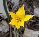 Tulipa australis. Цветок. Краснодарский край, м/о г. Новороссийск, гора Лысая-Новороссийская, ≈ 400 м н.у.м., горный луг. 24.04.2021.