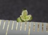 Vallisneria spiralis. Пестичный цветок. Курск, техногенный водоток \"Тёплый канал\". 29.10.2013.