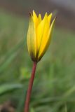 Tulipa australis. Верхушка побега с цветком. Краснодарский край, м/о г. Новороссийск, гора Лысая-Новороссийская, ≈ 400 м н.у.м., горный луг. 24.04.2021.