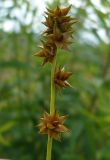 Carex muricata