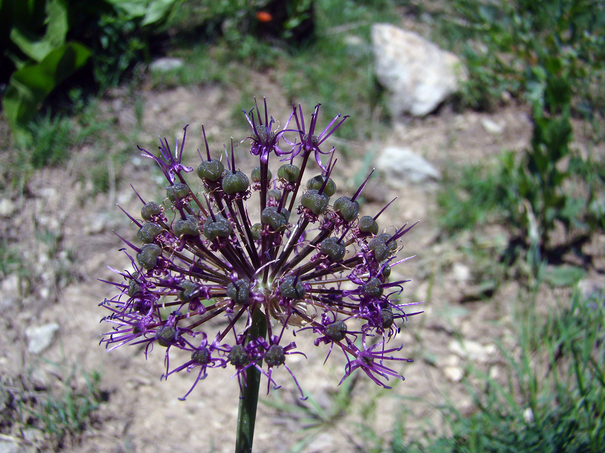 Изображение особи Allium arkitense.