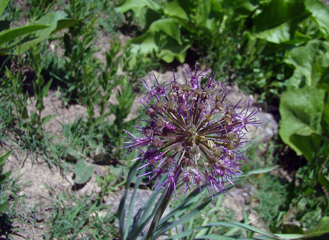 Изображение особи Allium arkitense.