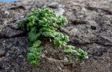Veronica polita. Отцветающее растение. Дагестан, г. Дербент, на каменной стене. 04.05.2022.