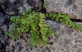 Veronica polita. Плодоносящее растение. Дагестан, г. Дербент, на каменной стене. 04.05.2022.
