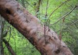 Arbutus andrachne. Часть ствола с отслаивающейся корой. Абхазия, Гагрский р-н, с. Лдзаа, широколиственный лес. 11.04.2024.