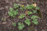 Ranunculus constantinopolitanus. Зацветающее растение. Абхазия, г. Новый Афон, пустырь. 07.03.2015.
