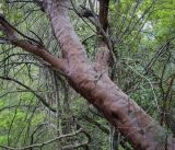 Arbutus andrachne. Часть ствола с основаниями скелетных ветвей. Абхазия, Гагрский р-н, с. Лдзаа, широколиственный лес. 11.04.2024.