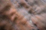 Arbutus andrachne. Поверхность ствола. Абхазия, Гагрский р-н, с. Лдзаа, широколиственный лес. 11.04.2024.