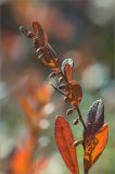 Chamaedaphne calyculata