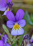 Viola tricolor