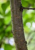 Cerasus sachalinensis. Часть ствола молодого дерева. Сахалин, г. Южно-Сахалинск, в парке. 25.08.2023.