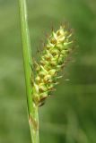 Carex distans