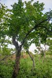Cerasus sachalinensis. Взрослое дерево в зарослях Sasa. Курильские о-ва, о-в Итуруп, долина р. Водопадная, луговой склон. 20.08.2023.