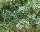 Kigelia pinnata. Часть кроны вегетирующего дерева. Израиль, центральная Арава, пос. Сапир, в культуре. 09.03.2015.