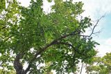 Cerasus sachalinensis. Крона взрослого дерева. Курильские о-ва, о-в Итуруп, долина р. Водопадная, луговой склон. 20.08.2023.