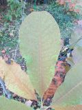 Magnolia variety biloba