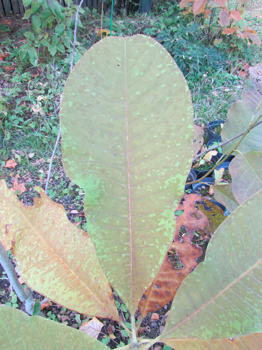 Image of Magnolia officinalis var. biloba specimen.