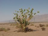 Calotropis procera. Плодоносящее растение. Израиль, Эйлатские горы, обочина шоссе. 02.07.2011.