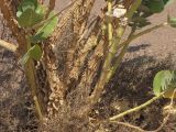 Calotropis procera. Ствол и ветви взрослого растения. Израиль, Эйлатские горы, обочина шоссе. 02.07.2011.