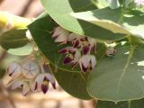 Calotropis procera. Распускающиеся цветки и листья. Израиль, г. Эйлат, ботанический сад. 10.09.2010.