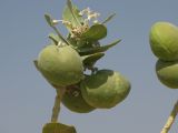 Calotropis procera. Верхушка ветви с созревшими плодами. Израиль, Эйлатские горы, обочина шоссе. 02.07.2011.