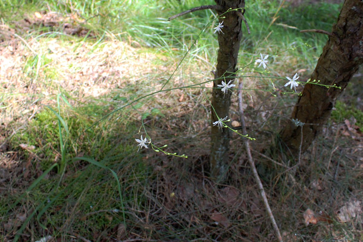 Image of Anthericum ramosum specimen.