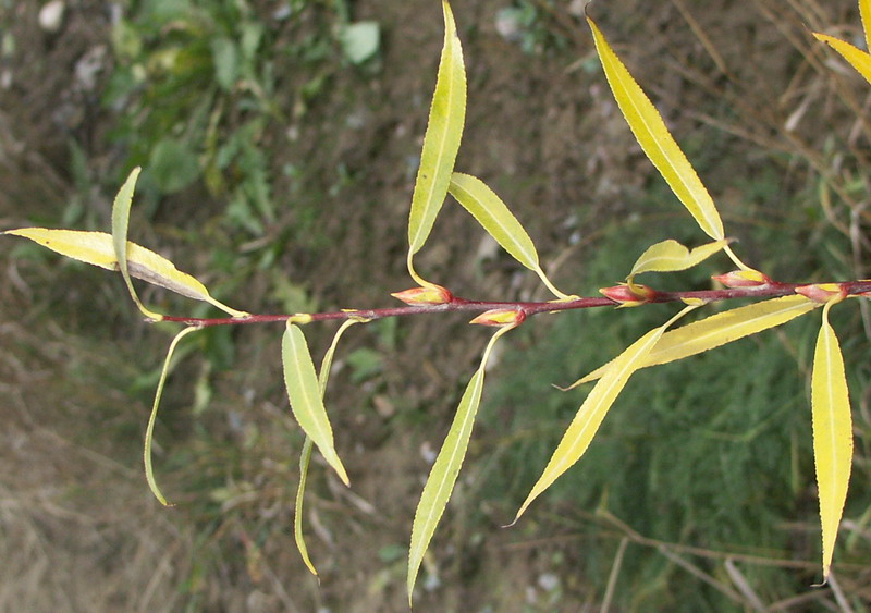 Изображение особи Salix acutifolia.