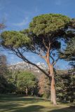 Pinus pinea. Взрослое дерево. Крым, пос. Алупка, Воронцовский парк. 04.01.2021.