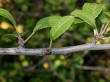 Prunus разновидность juliana