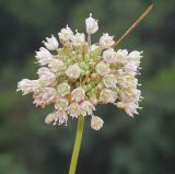 Allium подвид coppoleri
