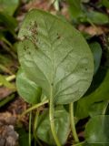 Pyrola rotundifolia