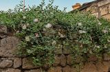 Capparis herbacea. Цветущие растения. Дагестан, г. Дербент, на каменной стене. 30.07.2022.