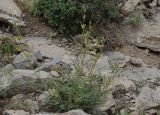 Astragalus baissunensis