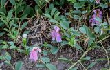 Capparis herbacea. Побеги с отцветающими цветками и бутонами. Дагестан, г. Дербент, сухой склон. 30.07.2022.