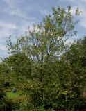 Prunus разновидность juliana