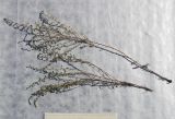 Artemisia marschalliana