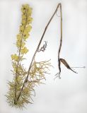 Aconitum nemorosum