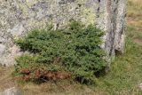 Juniperus oblonga. Вегетирующее растение. Кабардино-Балкария, Эльбрусский р-н, долина р. Ирик, субальпийский луг, под валуном. 21.08.2023.