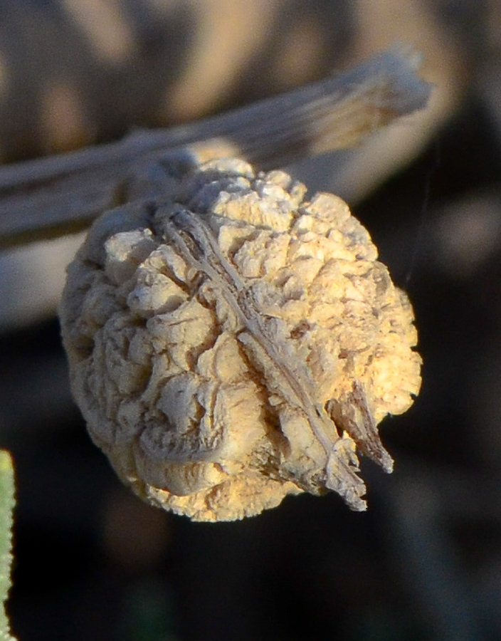 Image of Zilla spinosa specimen.