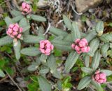 Rhododendron adamsii