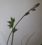 Carex tenuiflora