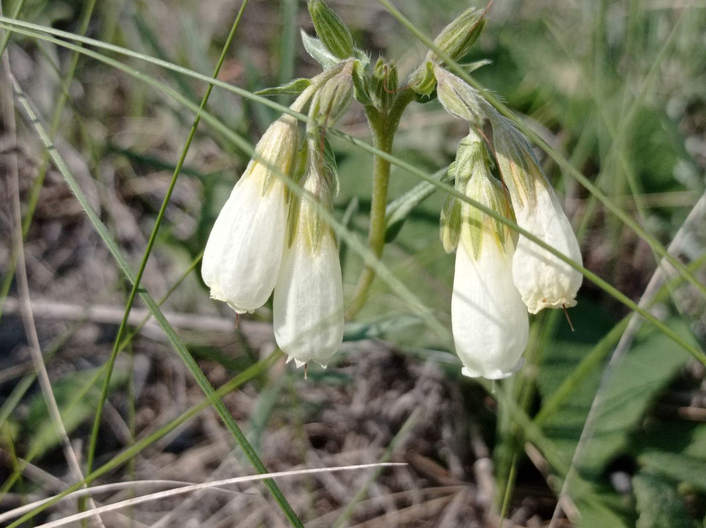 Изображение особи Onosma simplicissima.